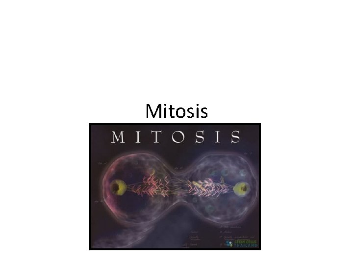 Mitosis 