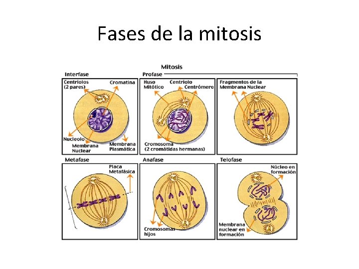 Fases de la mitosis 