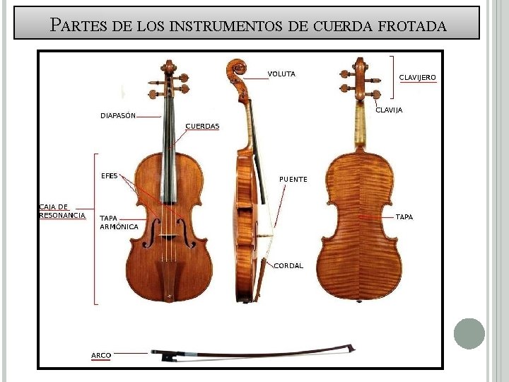  PARTES DE LOS INSTRUMENTOS DE CUERDA FROTADA 