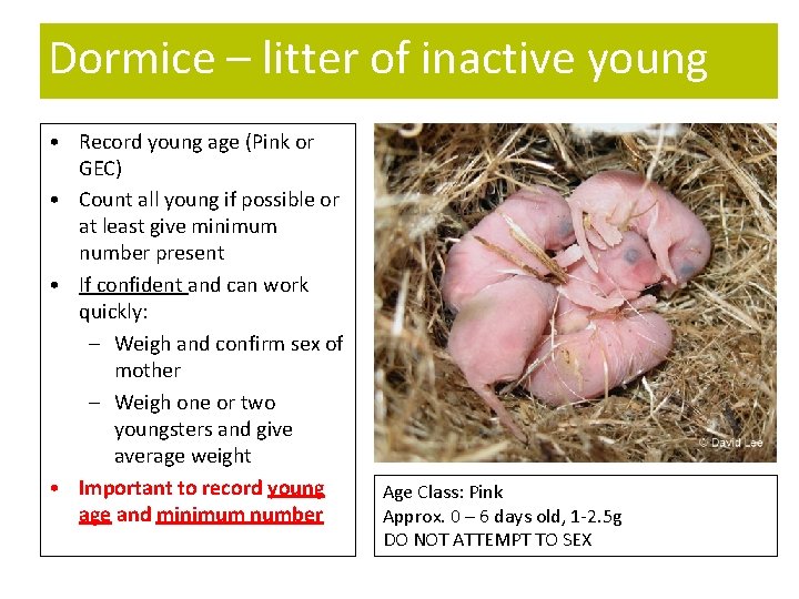 Dormice – litter of inactive young • Record young age (Pink or GEC) •