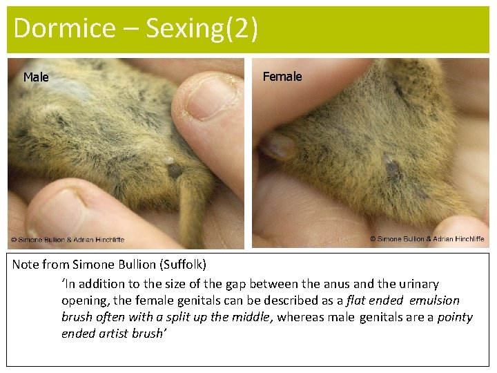Dormice – Sexing(2) Male Female Note from Simone Bullion (Suffolk) ‘In addition to the