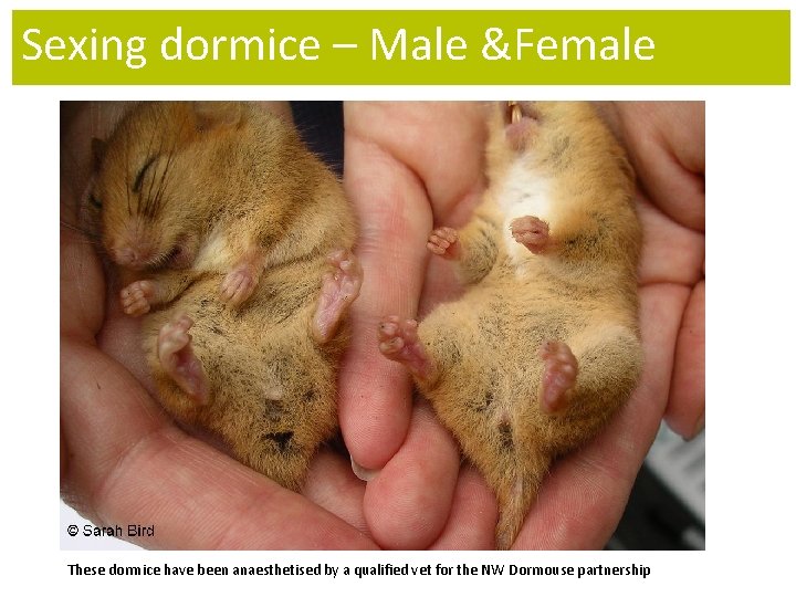 Sexing dormice – Male &Female These dormice have been anaesthetised by a qualified vet