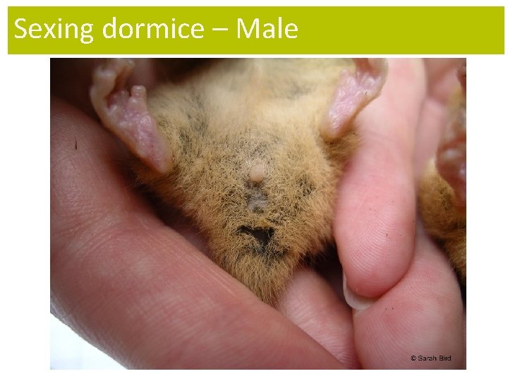 Sexing dormice – Male 