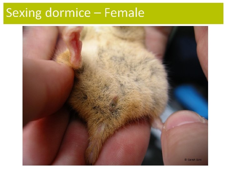 Sexing dormice – Female 