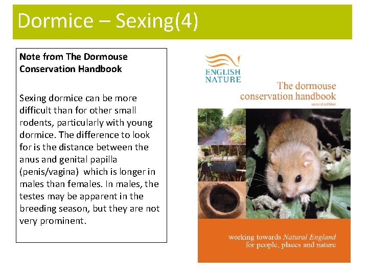 Dormice – Sexing(4) Note from The Dormouse Conservation Handbook Sexing dormice can be more