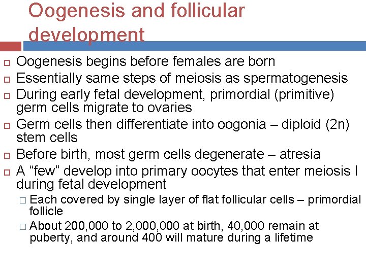 Oogenesis and follicular development Oogenesis begins before females are born Essentially same steps of