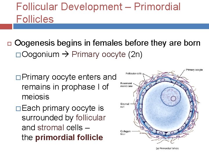 Follicular Development – Primordial Follicles Oogenesis begins in females before they are born �