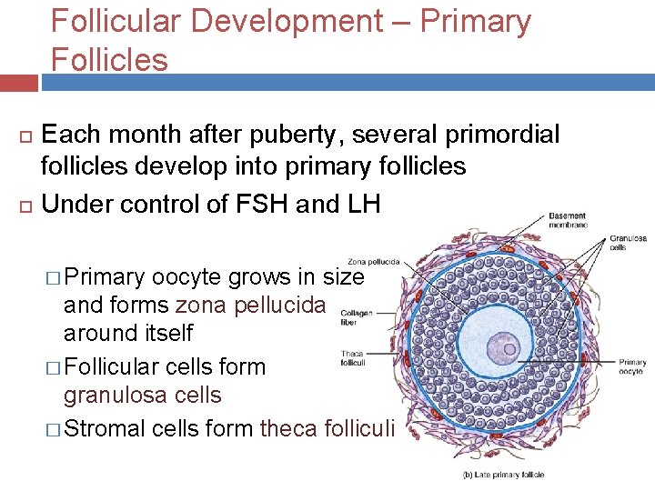 Follicular Development – Primary Follicles Each month after puberty, several primordial follicles develop into