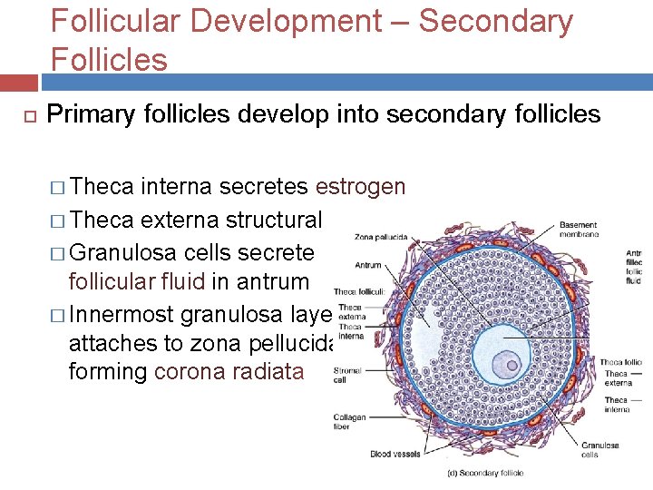 Follicular Development – Secondary Follicles Primary follicles develop into secondary follicles � Theca interna