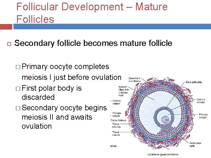 Follicular Development – Mature Follicles Secondary follicle becomes mature follicle � Primary oocyte completes