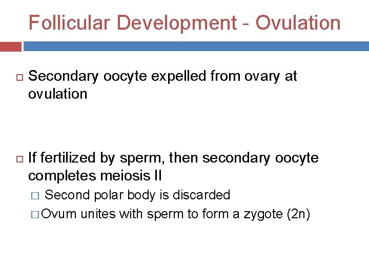 Follicular Development - Ovulation Secondary oocyte expelled from ovary at ovulation If fertilized by