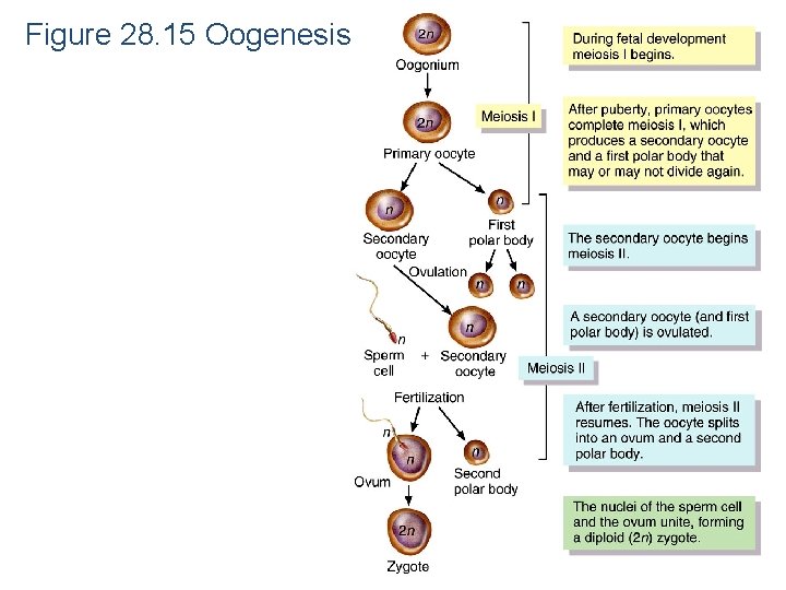 Figure 28. 15 Oogenesis 