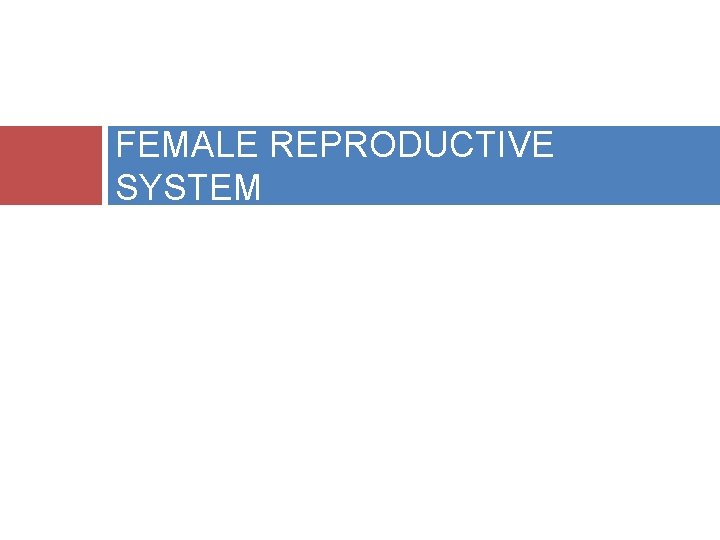 FEMALE REPRODUCTIVE SYSTEM 