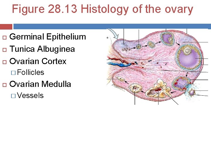 Figure 28. 13 Histology of the ovary Germinal Epithelium Tunica Albuginea Ovarian Cortex �