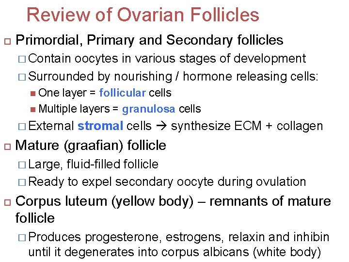 Review of Ovarian Follicles Primordial, Primary and Secondary follicles � Contain oocytes in various