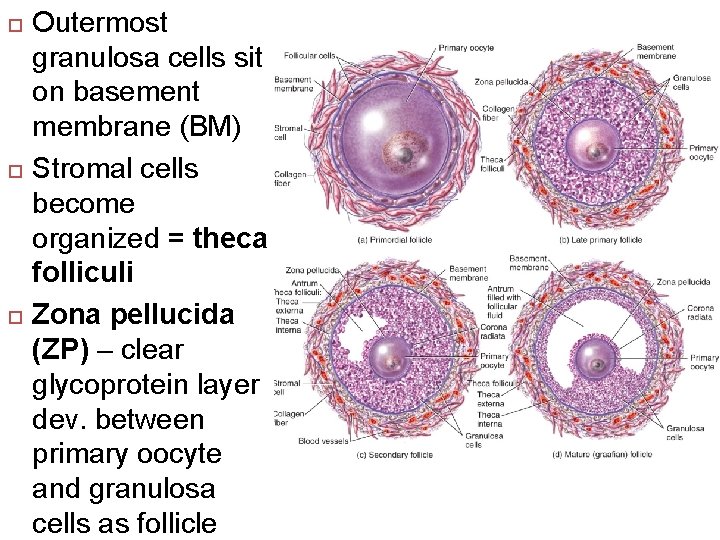  Outermost granulosa cells sit on basement membrane (BM) Stromal cells become organized =