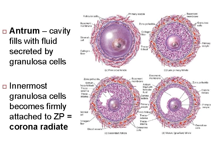  Antrum – cavity fills with fluid secreted by granulosa cells Innermost granulosa cells