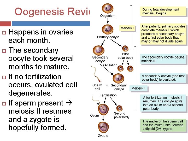 Oogenesis Review Happens in ovaries each month. The secondary oocyte took several months to