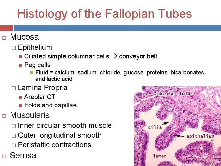 Histology of the Fallopian Tubes Mucosa � Epithelium Ciliated simple columnar cells conveyor belt