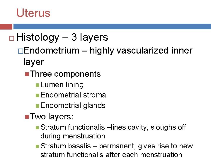 Uterus Histology – 3 layers �Endometrium – highly vascularized inner layer Three components Lumen