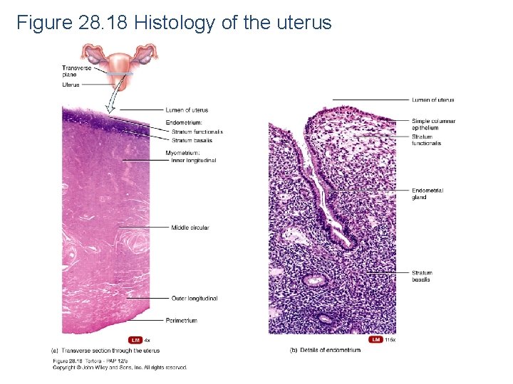 Figure 28. 18 Histology of the uterus 