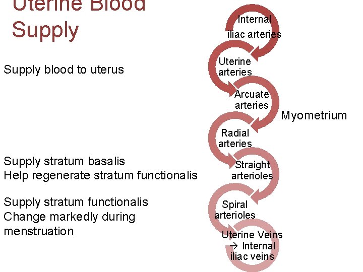 Uterine Blood Supply blood to uterus Internal iliac arteries Uterine arteries Arcuate arteries Myometrium