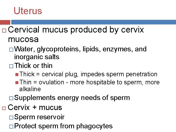 Uterus Cervical mucus produced by cervix mucosa � Water, glycoproteins, lipids, enzymes, and inorganic