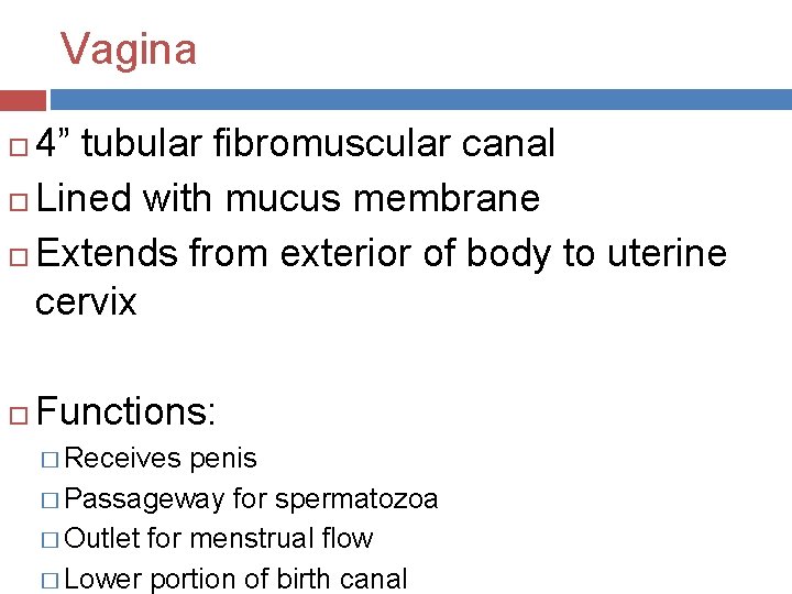 Vagina 4” tubular fibromuscular canal Lined with mucus membrane Extends from exterior of body