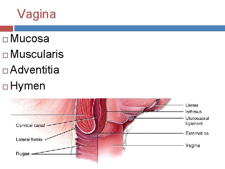 Vagina Mucosa Muscularis Adventitia Hymen 