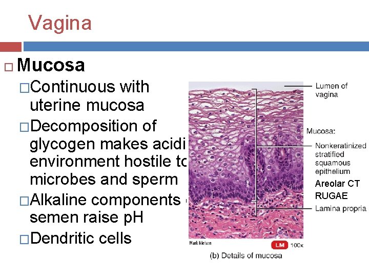 Vagina Mucosa �Continuous with uterine mucosa �Decomposition of glycogen makes acidic environment hostile to