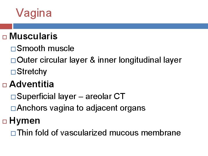 Vagina Muscularis � Smooth muscle � Outer circular layer & inner longitudinal layer �