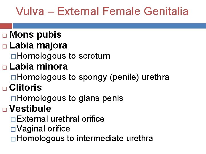 Vulva – External Female Genitalia Mons pubis Labia majora �Homologous to scrotum Labia minora