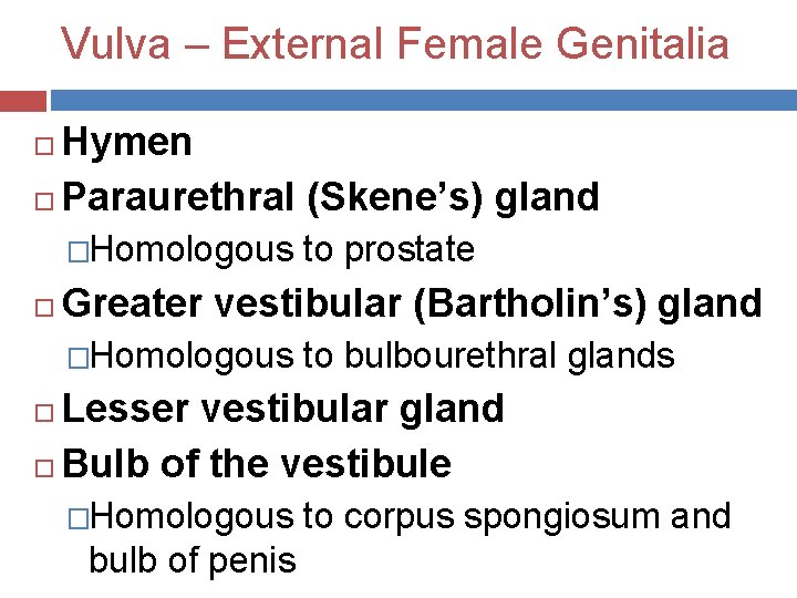 Vulva – External Female Genitalia Hymen Paraurethral (Skene’s) gland �Homologous to prostate Greater vestibular