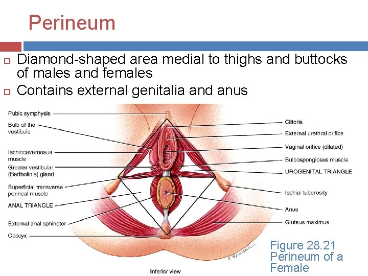 Perineum Diamond-shaped area medial to thighs and buttocks of males and females Contains external