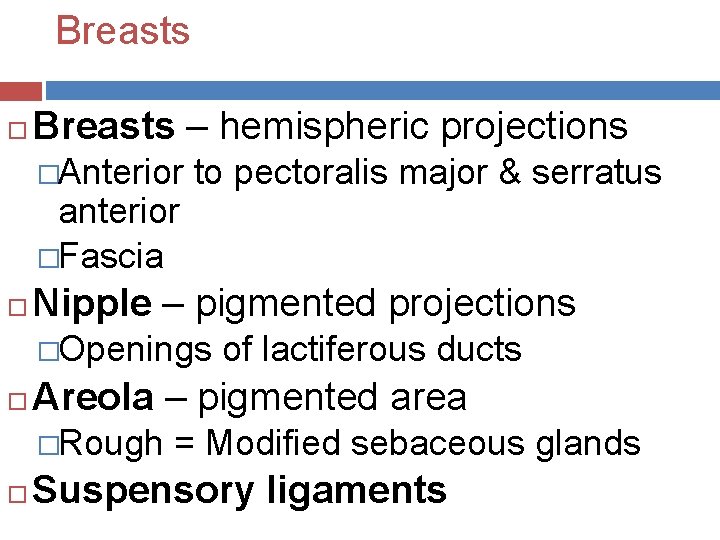 Breasts – hemispheric projections �Anterior to pectoralis major & serratus anterior �Fascia Nipple –