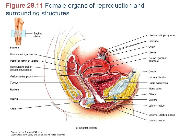 Figure 28. 11 Female organs of reproduction and surrounding structures 