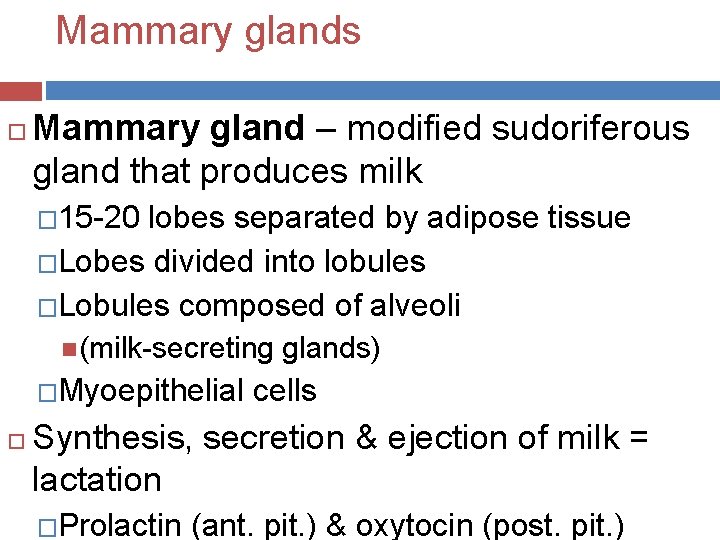 Mammary glands Mammary gland – modified sudoriferous gland that produces milk � 15 -20
