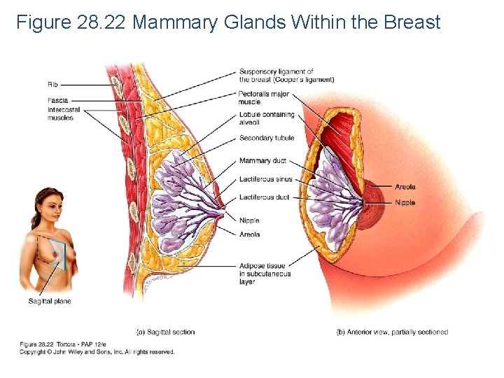 Figure 28. 22 Mammary Glands Within the Breast 