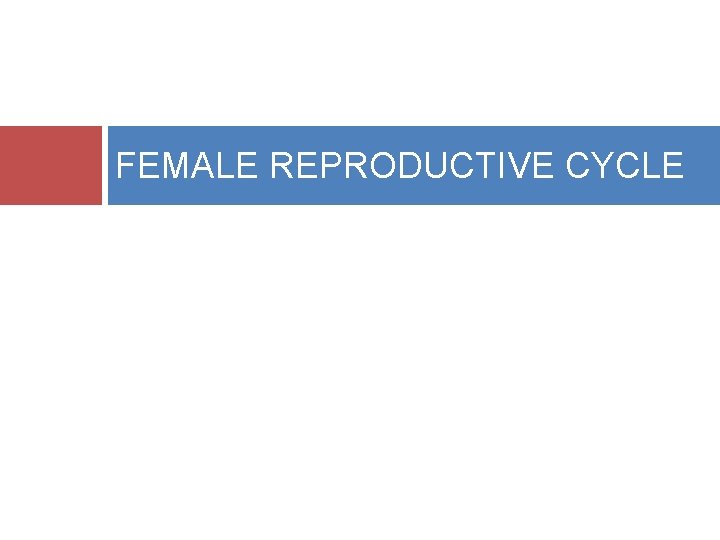FEMALE REPRODUCTIVE CYCLE 