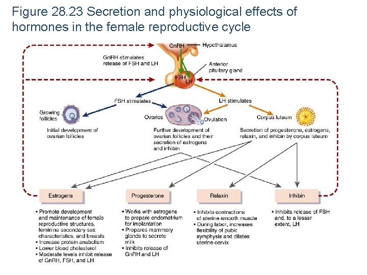 Figure 28. 23 Secretion and physiological effects of hormones in the female reproductive cycle