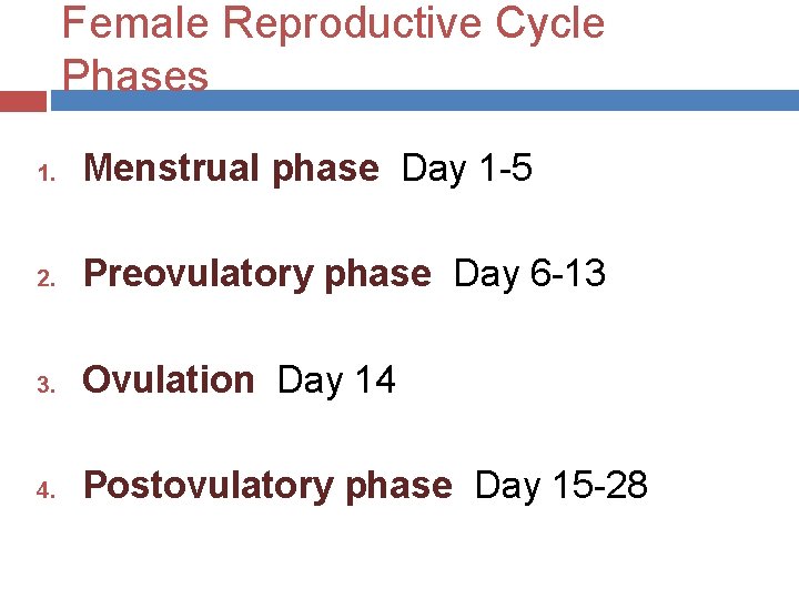 Female Reproductive Cycle Phases 1. Menstrual phase Day 1 -5 2. Preovulatory phase Day