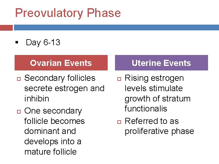 Preovulatory Phase § Day 6 -13 Ovarian Events Secondary follicles secrete estrogen and inhibin