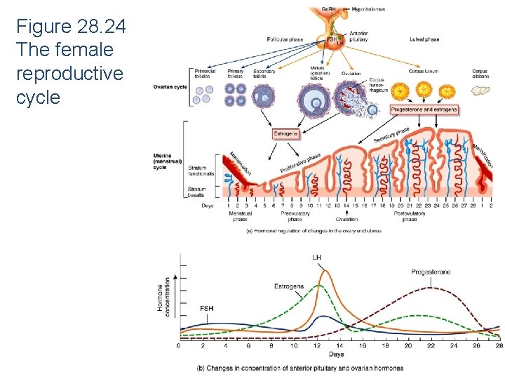 Figure 28. 24 The female reproductive cycle 