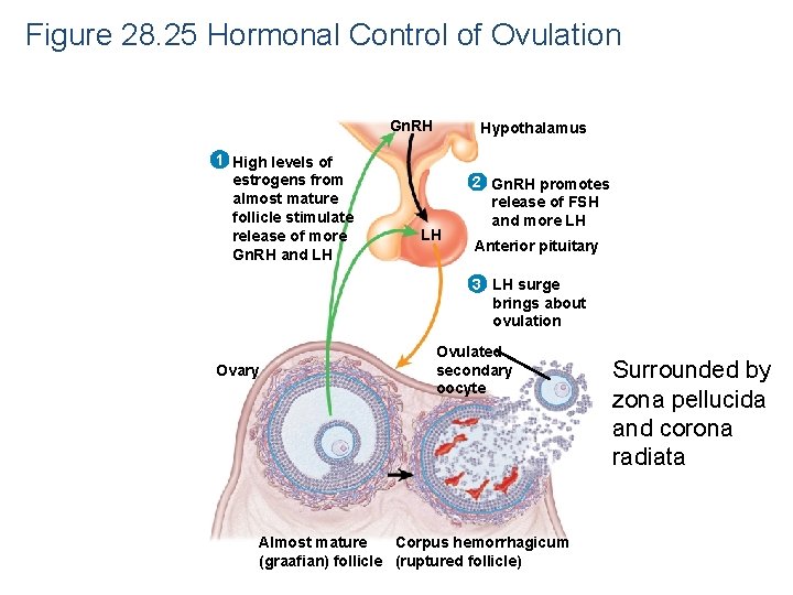 Figure 28. 25 Hormonal Control of Ovulation Gn. RH 1 High levels of estrogens