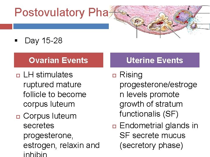 Postovulatory Phase § Day 15 -28 Ovarian Events LH stimulates ruptured mature follicle to