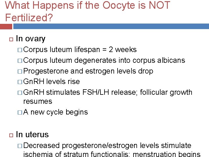 What Happens if the Oocyte is NOT Fertilized? In ovary � Corpus luteum lifespan