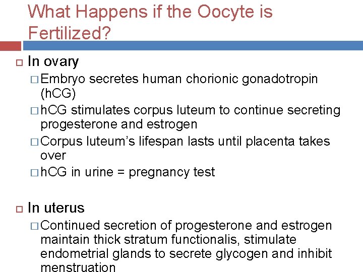 What Happens if the Oocyte is Fertilized? In ovary � Embryo secretes human chorionic