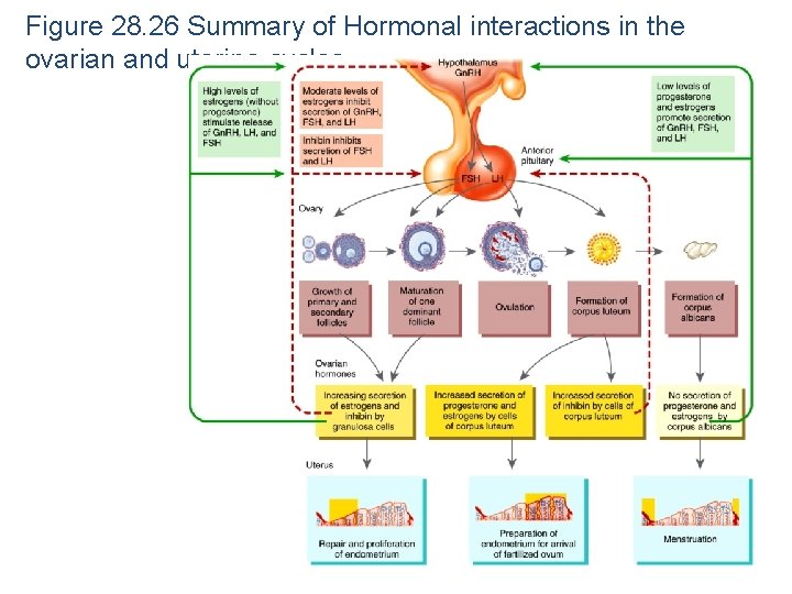 Figure 28. 26 Summary of Hormonal interactions in the ovarian and uterine cycles 
