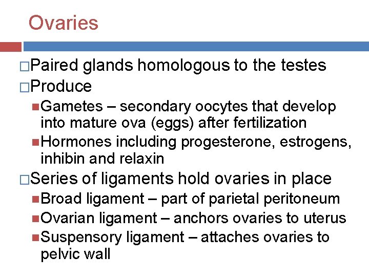 Ovaries �Paired glands homologous to the testes �Produce Gametes – secondary oocytes that develop