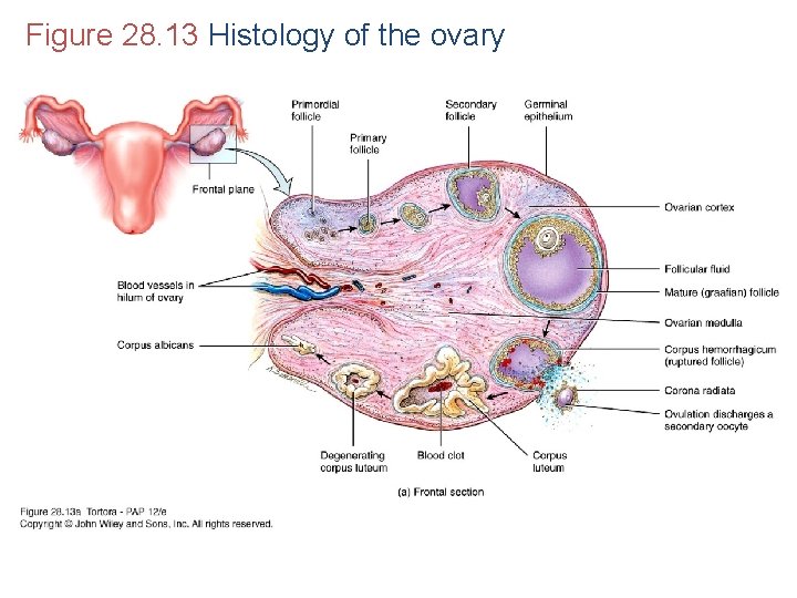 Figure 28. 13 Histology of the ovary 